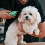 Home Dog Grooming