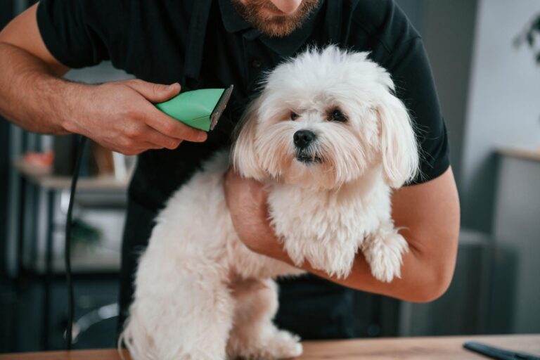 Home Dog Grooming